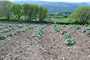 7_Potatoes growing late April